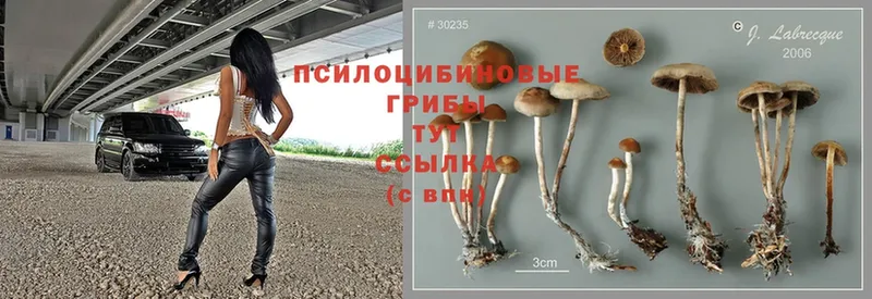 Галлюциногенные грибы Psilocybe  Коммунар 